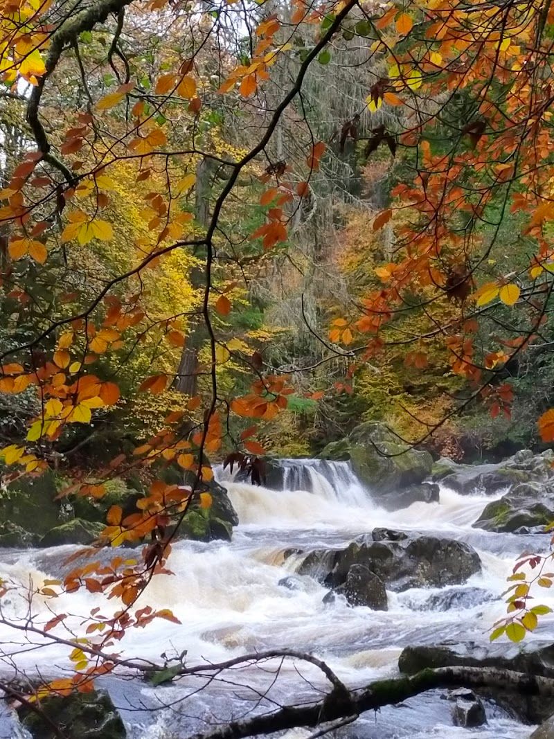 Rabbies Trail Burners