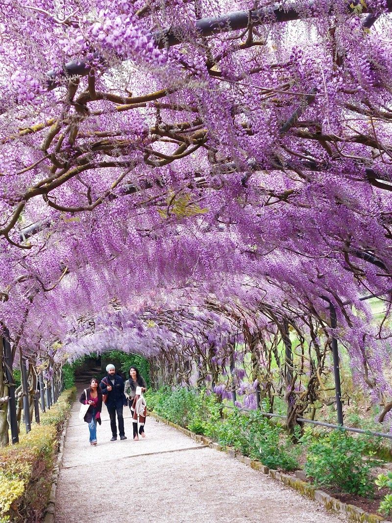Palazzo Pitti & Boboli