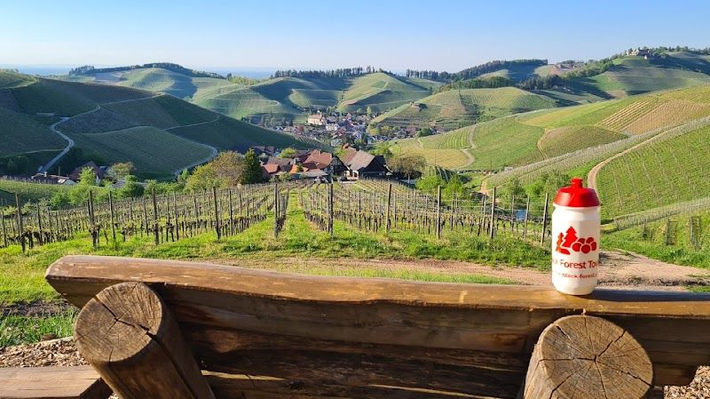 Black Forest day tour from Freiburg