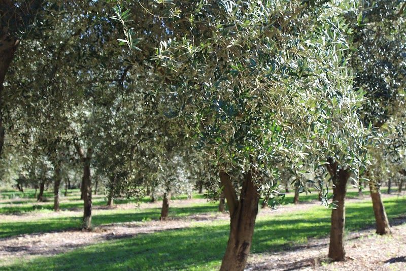 Aubocassa Olive Oil Mill