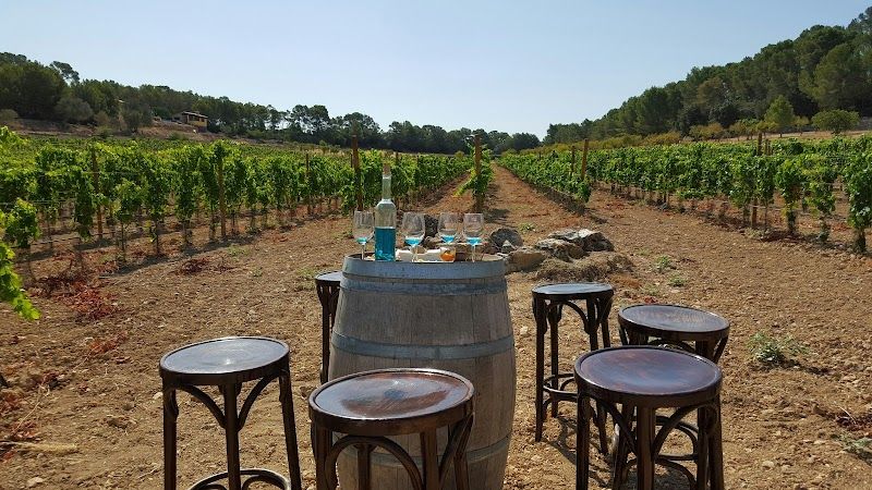 Mallorca Wine Tasting Tour